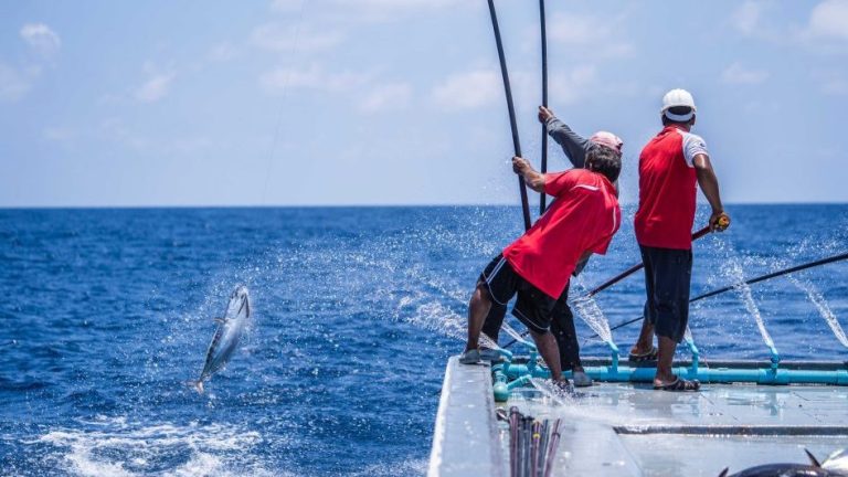 މިފްކޯއިން މަސްގަންނަ އަގު ބޮޑުކޮށްފި