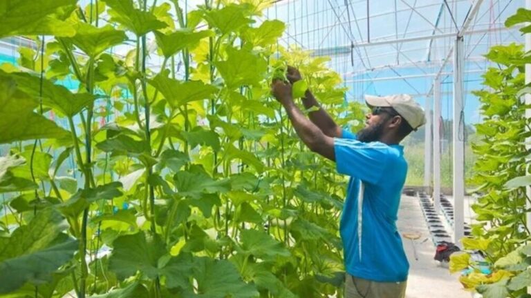 "ވިލުންވެށި ގްރާންޓް" އަށް ކުރިމަތިލުމުގެ ފުރުސަތު ހުޅުވާލައިފި