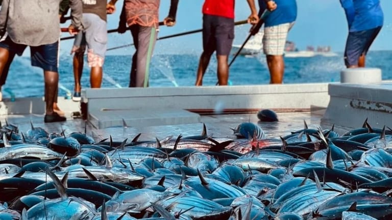 މިފްކޯއިން މަސް ގަންނަ އަގު ބޮޑުކޮށްފި