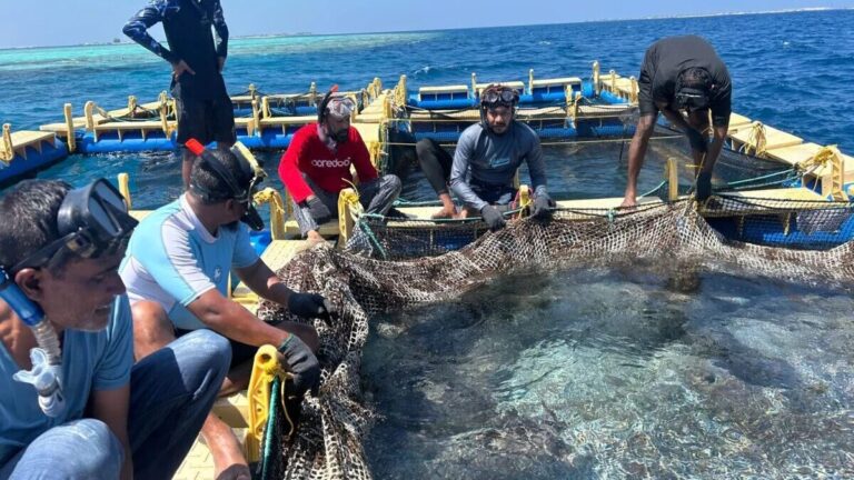 މެރިން ހެޗަރީ ޕްރޮގްރާމު